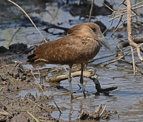 Scopus umbretta - Hamerkop