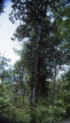Big Thicket