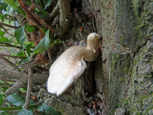 Lentinus conchatus - Trechtertaaiplaat of Phyllotopsis nidulans - Oranje oesterzwam