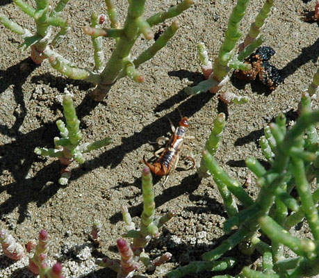 Labidura riparia - Grote Oorworm