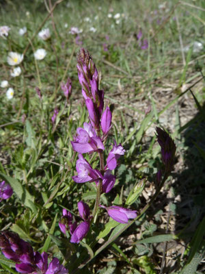 Polygala nicaeensis