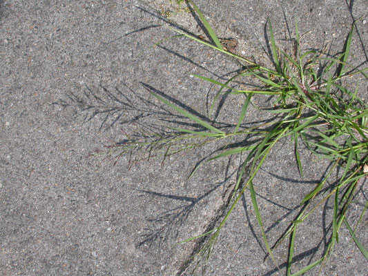 Eragrostis pilosa sl - Straatliefdegras