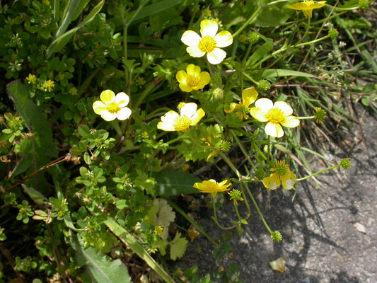 Ranunculus sardous - Behaarde boterbloem