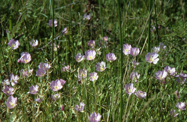 Oenothera speciosa - Snowy Primrose