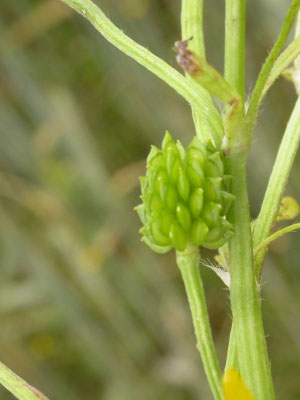 Ranunculus sardous - Behaarde boterbloem