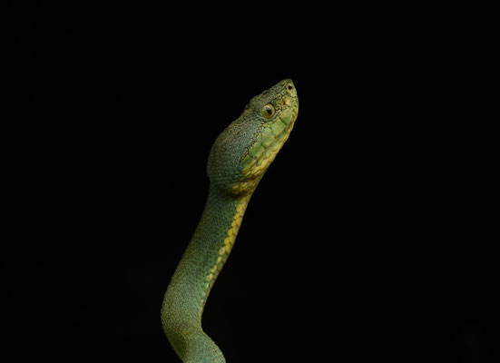 Bothriopsis bilineata bilineata - Groene Boomlanspuntslang (Papegaaislang)