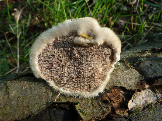 Trametes hirsuta - Ruig elfenbankje