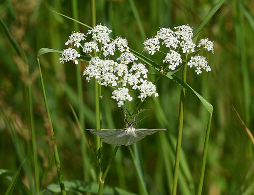 Vals witje