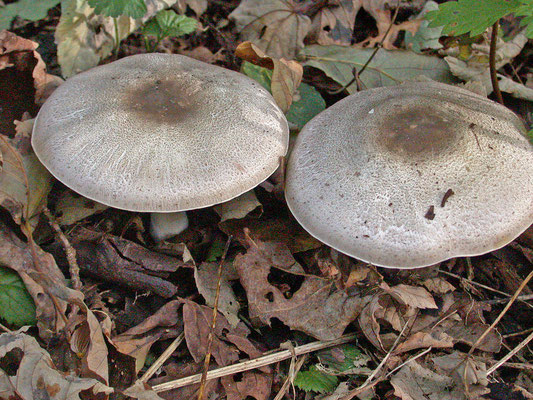 Agaricus praeclaresquamosa - Parelhoenchampignon