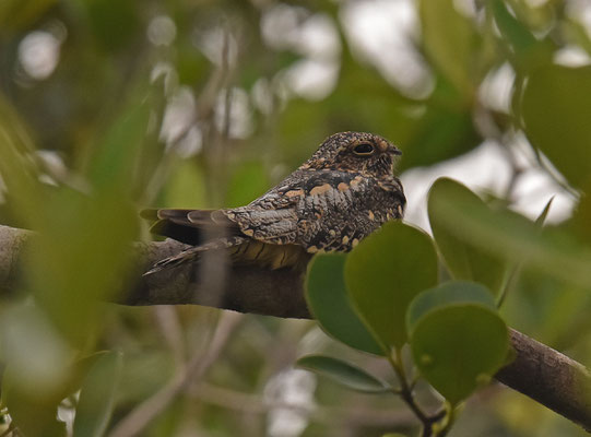 Lesser Nighthawk