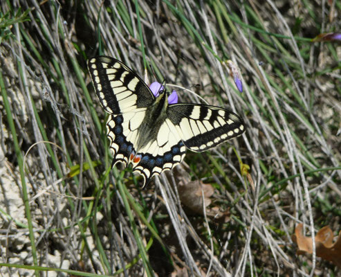 koninginnepage (Papilio machaon)