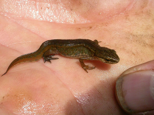 vinpootsalamander