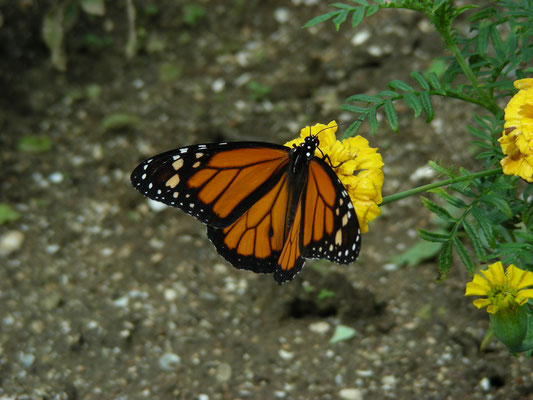 Monarch