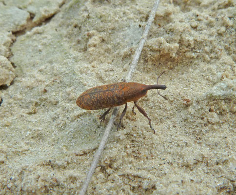 Lixus iridis  - Grote lissnuitkever