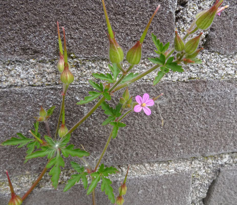 Geranium purpureum - Klein robertskruid