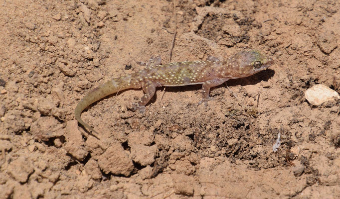 Hemidactylus turcicus