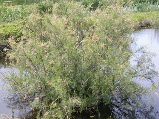 Tamarix gallica - Franse tamarisk