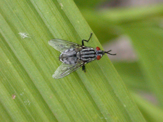 Sarcophaga carnaria - Dambordvlieg