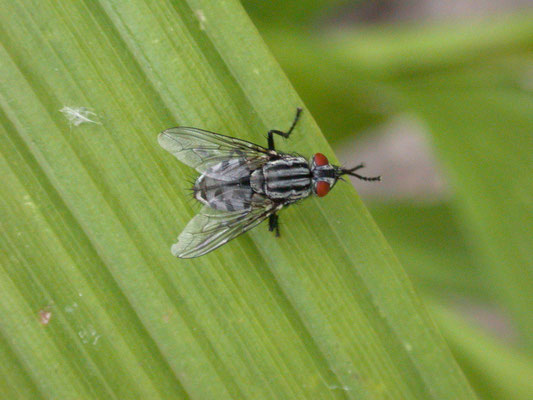 Sarcophaga spec. - Dambordvlieg onbekend