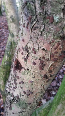 Hypoxylon fragiforme - Roestbruine kogelzwam