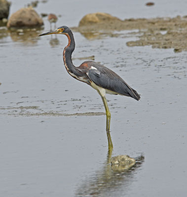 Witbuikreiger