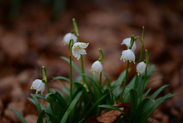 Leucojum vernum - Lenteklokje