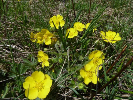 Potentilla aurea