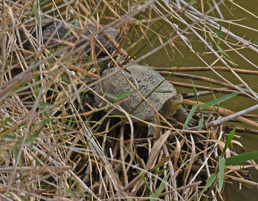 Moorse beekschildpad