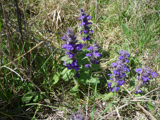 Ajuga genevensis - Harig zenegroen