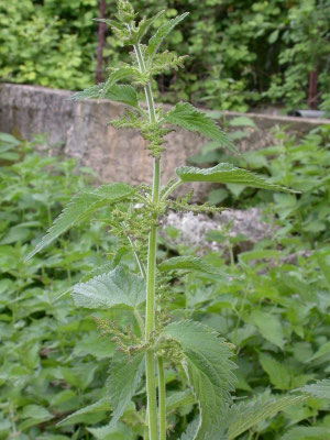Urtica membranacea - Zuidelijke brandnetel