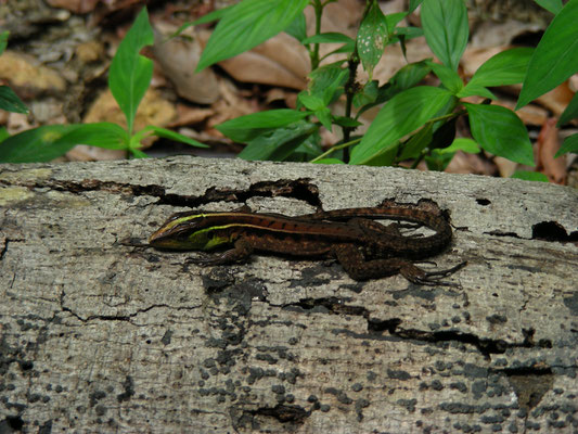 Kentropyx calcarata (pelviceps) - Forest Whiptail