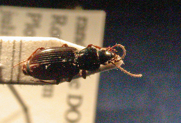 Pterostichus strenuus