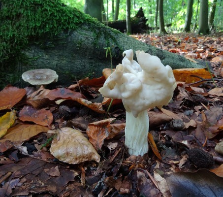 Witte kluifzwam