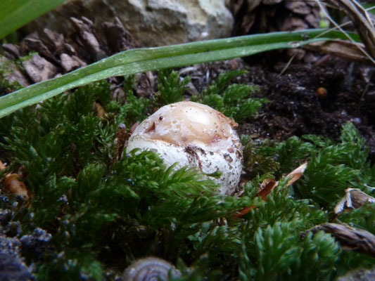 Mutinus caninus - Kleine stinkzwam