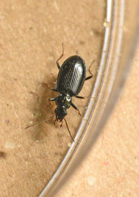 Bembidion atrocoeruleum - Blauwe priemkever