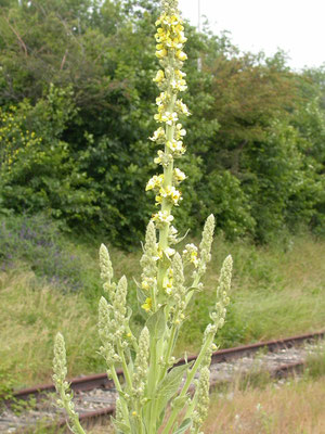 Verbascum phlomoides - Keizerskaars