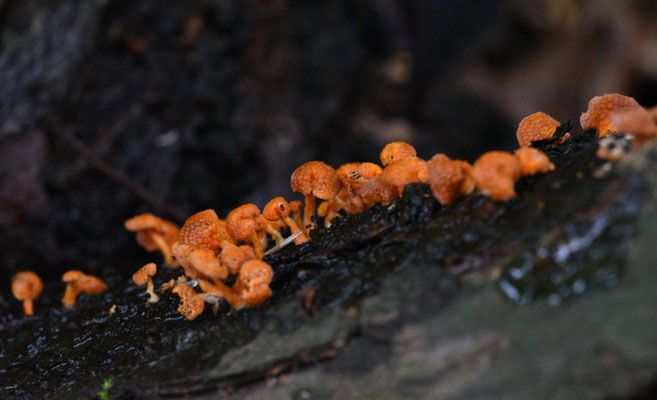 Favolaschia calocera - Oranjeporiemycena