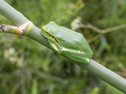 Hyla arborea - Boomkikker