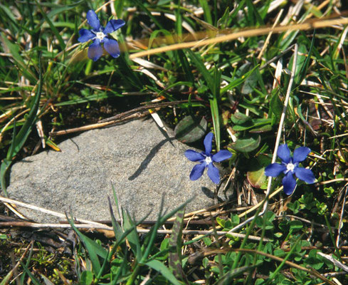 Gentiana brachyphylla