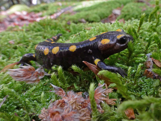 Salamandra corsica - Corsicaanse vuursalamander