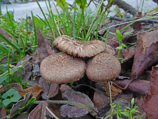 Inocybe cincinnata var major - violetbruine vezelkop