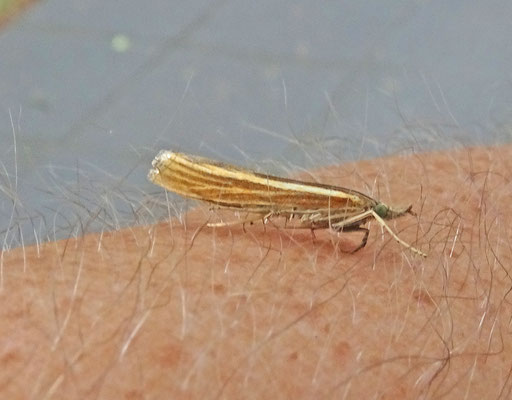 Agriphila tristella - Variabele grasmot