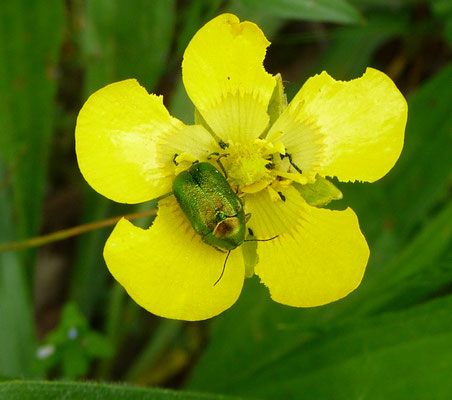 Cryptocephalus sericeus