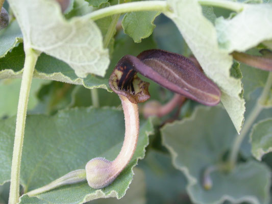 Aristolochia rotunda