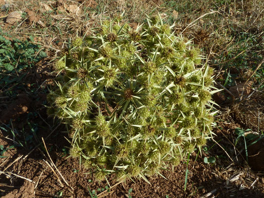 Eryngium campestre - Echte kruisdistel