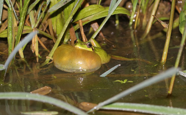 Hyla meridionalis - Zuideuropese boomkikker