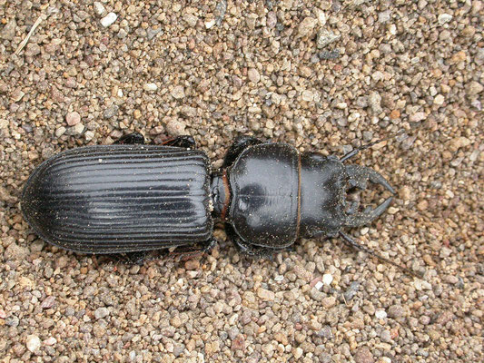 Scarites eurytes