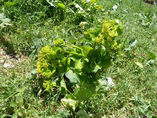 Smyrnium perfoliatum