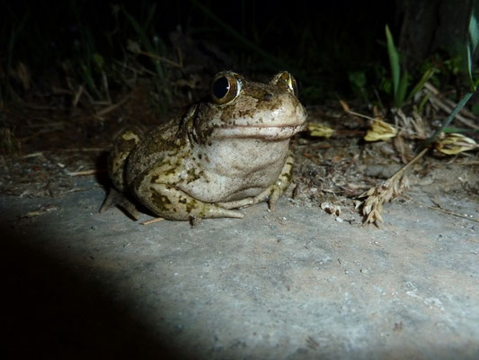 Pelobates syriacus