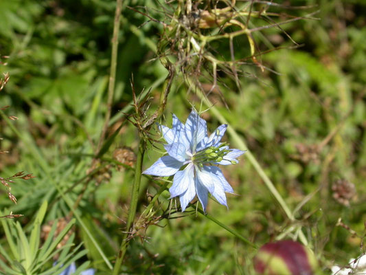 Nigella damascena - Juffertje-in-het-groen